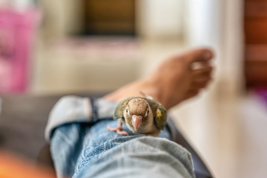 Green-cheeked parakeet or green-cheeked conure on the men's legs.