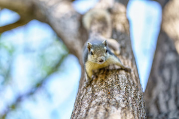 The little squirrel is perched on the tree in the big forest.
