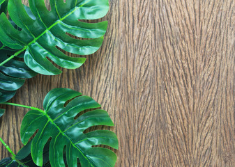 tropical monstera palm leaves tree on wood background