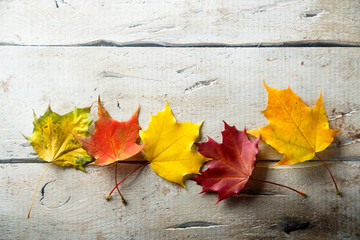 Obraz premium Bright autumn leaves on the white rustic desk