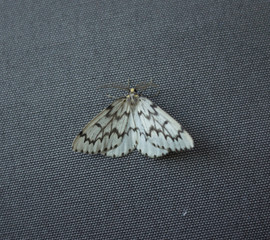 A closeup of white moth with black zigzag patterns