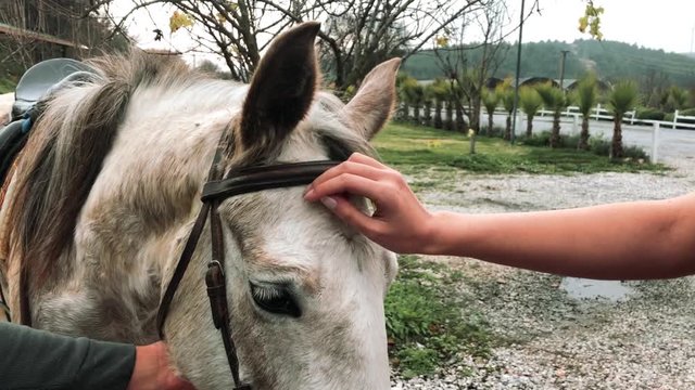 WOMAN LOVES HORSE WITH HAND