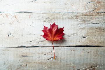 Naklejka na ściany i meble Bright autumn leaves on the white rustic desk