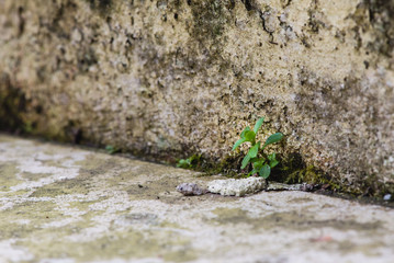 Little plant growing in the concrete, selective focus on the plant, resiliency concept.