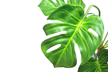 Naklejka na ściany i meble tropical monstera palm leaves tree background