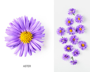 Blue aster flowers layout - obrazy, fototapety, plakaty