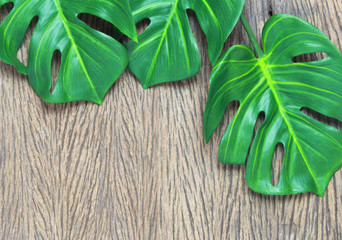 tropical monstera palm leaves tree background