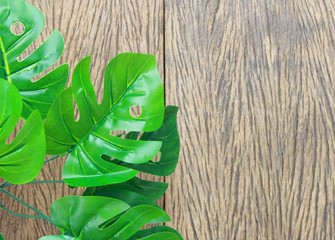 tropical monstera palm leaves tree background