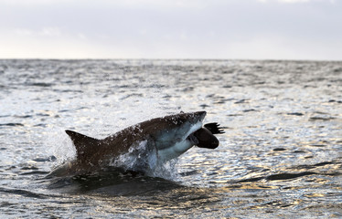 Breaching Great White Shark.  Shark attacks the bait. Scientific name: Carcharodon carcharias. South Africa.