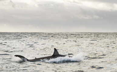 Fototapeta premium Shark hunts near the surface of the water. Great White Shark. Scientific name: Carcharodon carcharias. South Africa.