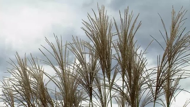 Binsengras im Wind