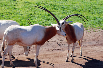 Scimitar-horned Oryx