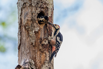 オオアカゲラの子育て