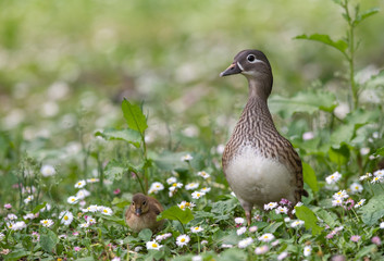 オシドリの親子