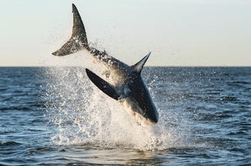Breaching Great White Shark. Scientific name: Carcharodon carcharias. South Africa