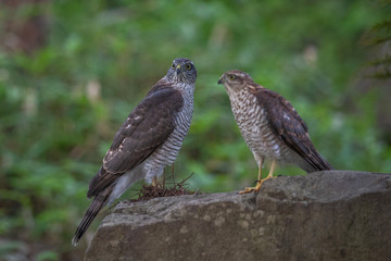 ハイタカの幼鳥