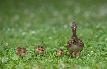 オシドリの親子
