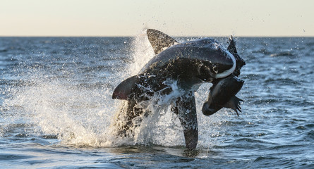 Breaching Great White Shark. Shark attacks the bait. Scientific name: Carcharodon carcharias. South...