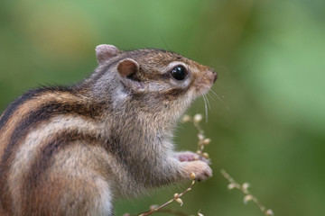 Obraz premium 秋のエゾシマリス