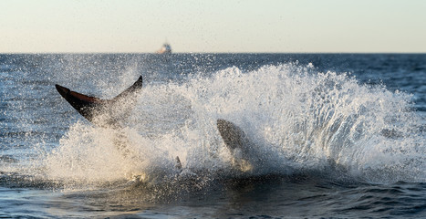 Fototapeta premium Shark hunts near the surface of the water. Great White Shark. Scientific name: Carcharodon carcharias. South Africa.