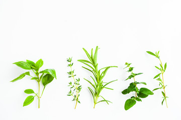 Fototapeta na wymiar Fresh green twigs of herbs isolated on white