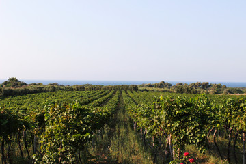 Fototapeta na wymiar wine field