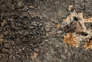 Texture of tree wood.