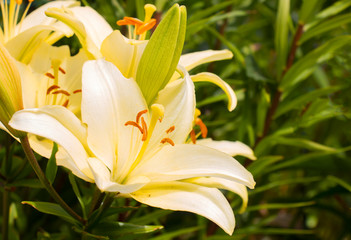 yellow lily flowers on a flowerbed in summer