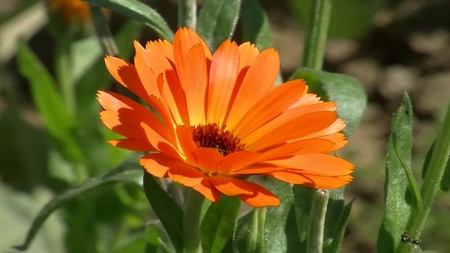 Eine orange Ringelblume hat Insektenbesuch 