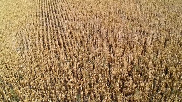 Aerial Footage over Corn Field in the summer top down view