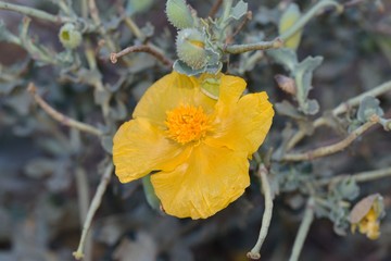 Glaucium flavum - Yellow horned poppy, Crete