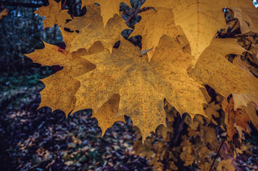 dark yellow autumn maple leaves