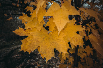 dark yellow autumn maple leaves