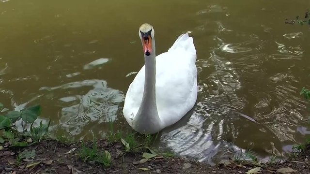 Bevor der wei&szlig;e Schwan weiterschwimmt, l&auml;sst er sich noch etwas bewundern