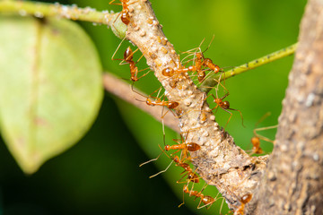macro or close up of ants on tree 
