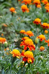 Beautiful Marigold flowers (Tagetes patula, the French marigold) on green background. 