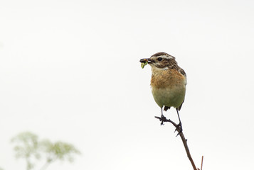The beautiful little bird is a migratory bird