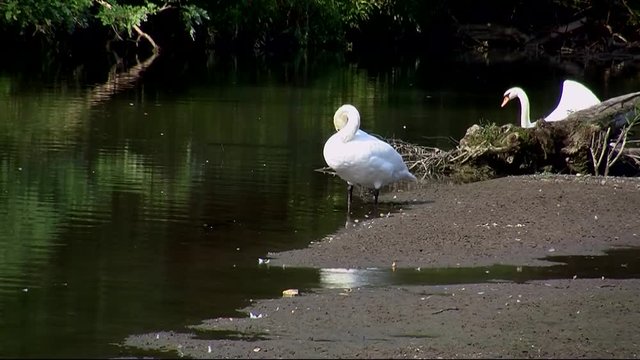 Zwei erhabene wei&szlig;e Schw&auml;ne (einer schwimmt im Flu&szlig; und der zweite pflegt sein Federkleid am Ufer)