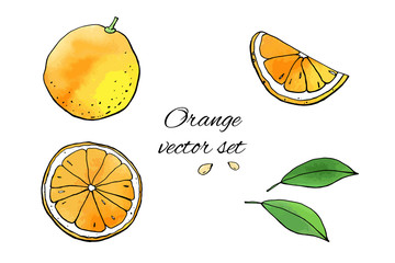 Orange fruit icons with watercolor texture. Vector stock set. Cute doodles. Summer fruit, bright citrus for lemonade and cocktail. Can be used for printed materials. Hand drawn design elements