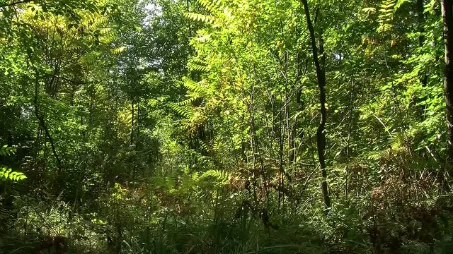 Undurchdringlich erscheint dieses Dickicht im Wald