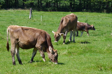 Fototapeta premium ジャージー牛