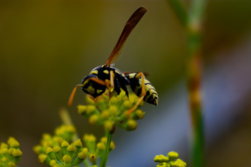 Avispa comun  alimentandose de una planta