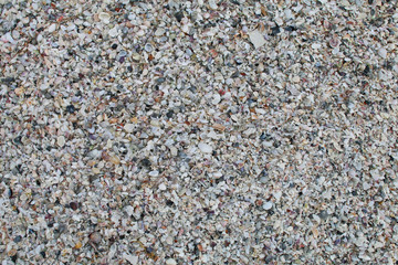 Muscheln auf Sanibal Island