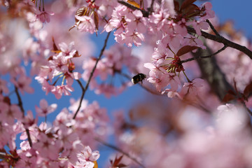 Beautiful cherry blossom tree and a happy bumblebee in springtime, Gotland Sweden.