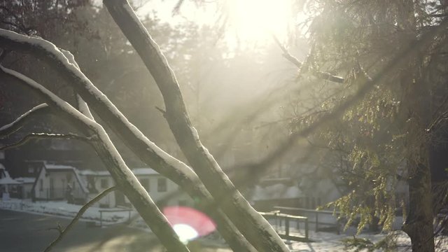 Sun thawing steaming snow that rests on tree branches with buildings in background