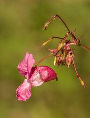 himalayan balsam pink flower