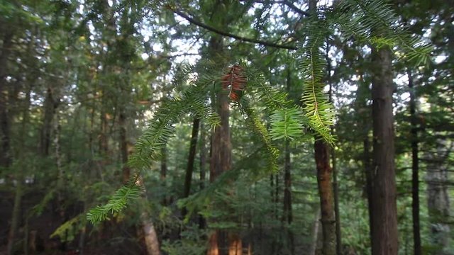 Slow motion footage of a pine tree branch in a dense forest.