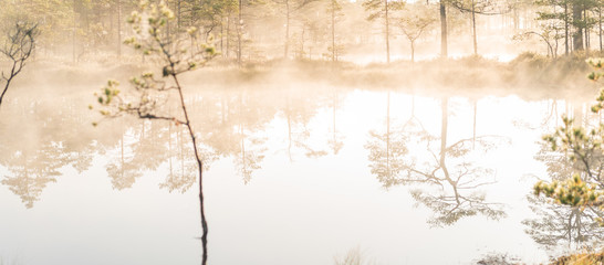 swamps in the morning fog. Lahemaa, Estonia.