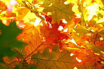 Fototapeta na wymiar maple yellow leaves in the forest on a sunny day in autumn. canadian landscape, natural background