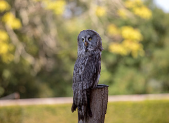 Great grey owl (Strix nebulosa). Night birds of prey